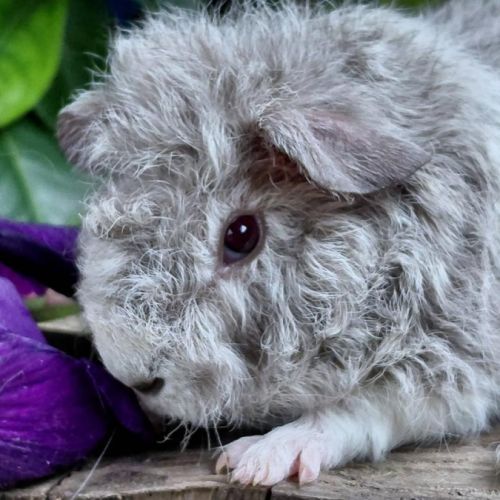 Bébés cochons d'inde de races très sociabilisés #4