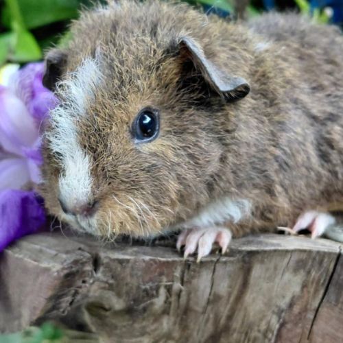 Bébés cochons d'inde de races très sociabilisés #5