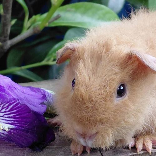 Bébés cochons d'inde de races très sociabilisés #6