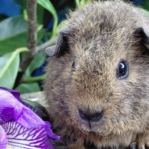 Bébés cochons d'inde de races très sociabilisés #7