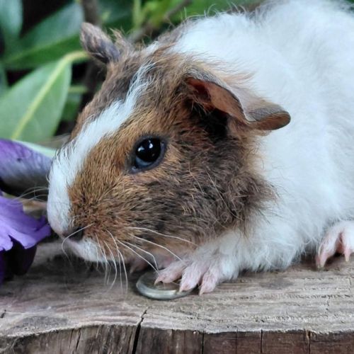 Bébés cochons d'inde de races très sociabilisés #8