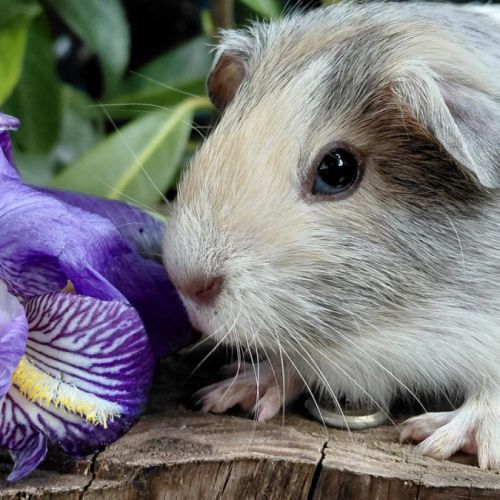 Bébés cochons d'inde de races très sociabilisés #10