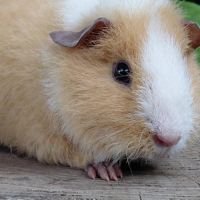 Bébés cochons d'inde de races très sociabilisés #3