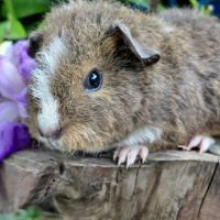 Bébés cochons d'inde de races très sociabilisés #5