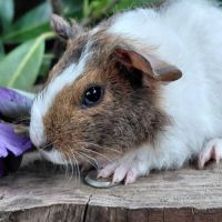 Bébés cochons d'inde de races très sociabilisés #8