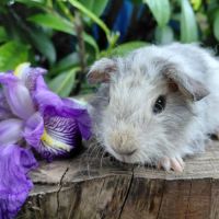 Bébés cochons d'inde de races très sociabilisés #9