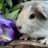 Bébés cochons d'inde de races très sociabilisés #10