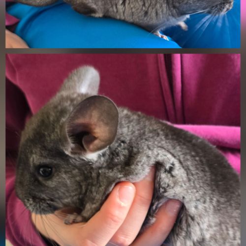 Jeune femelle chinchilla de 2 mois