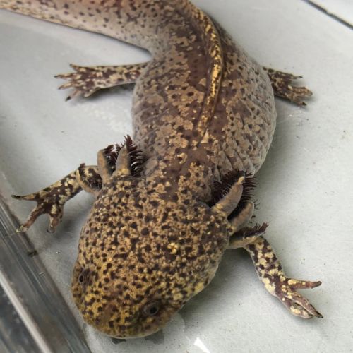 Femelle axolotl copper