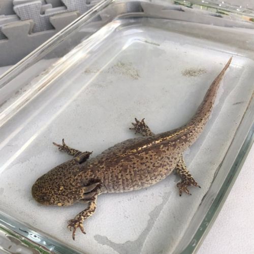 Femelle axolotl copper #2