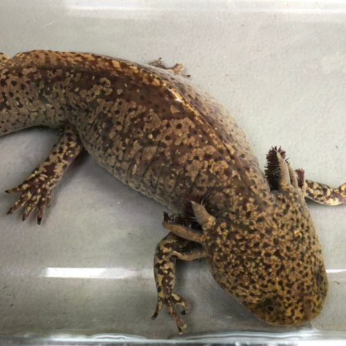 Femelle axolotl copper #4