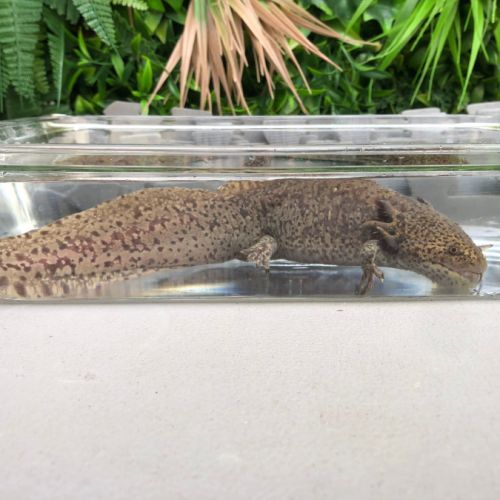 Femelle axolotl copper #5