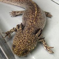 Femelle axolotl copper #0