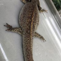 Femelle axolotl copper #3