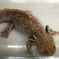 Femelle axolotl copper #4