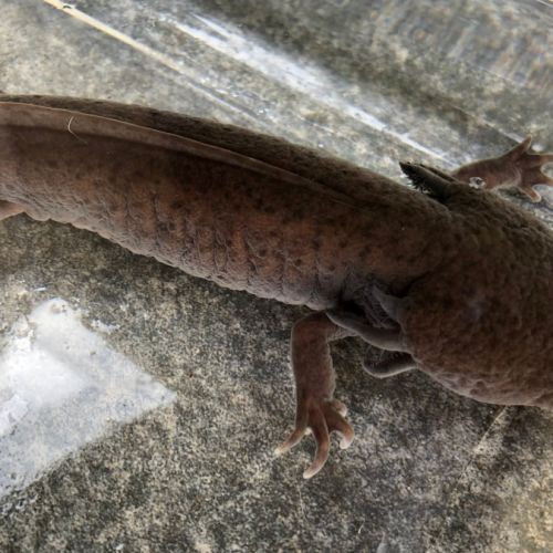 Axolotl mâle melanique copper