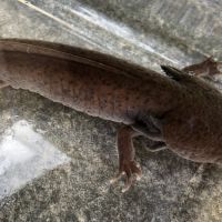 Axolotl mâle melanique copper