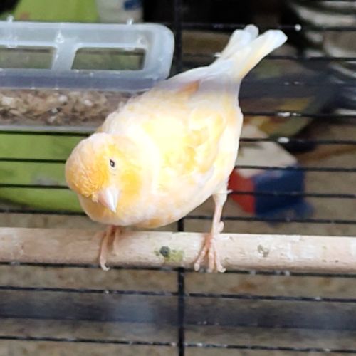 Don d'un duo de canaris. #2