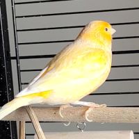 Don d'un duo de canaris. #0