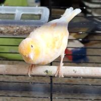 Don d'un duo de canaris. #2