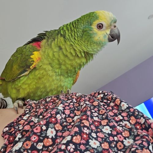 Femelle amazone à front bleu