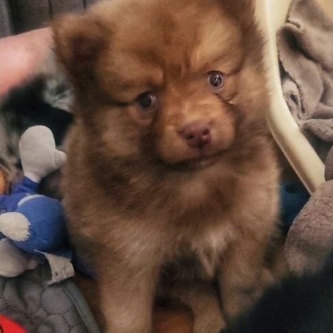 3 femelles chocolats à réserver de type pomsky #0