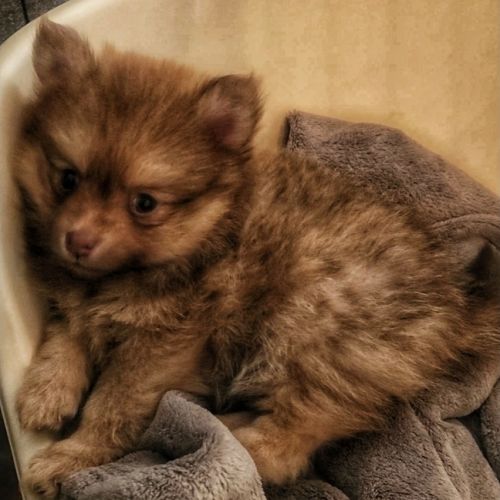 3 femelles chocolats à réserver de type pomsky #2