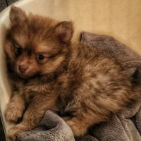 3 femelles chocolats à réserver de type pomsky #2