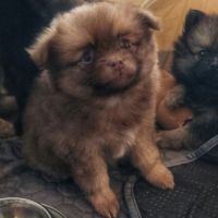 3 femelles chocolats à réserver de type pomsky #3