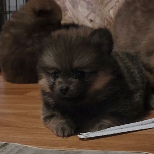 Biscotte, femelle type pomsky charbonné à reserver #2