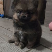 Biscotte, femelle type pomsky charbonné à reserver #1