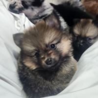 Biscotte, femelle type pomsky charbonné à reserver