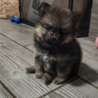 Biscotte, femelle type pomsky charbonné à reserver #4