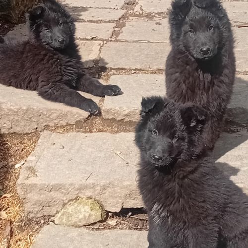 Chiots berger belge groenendael #2
