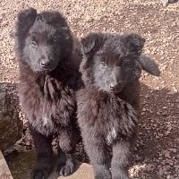 Chiots berger belge groenendael #3