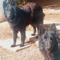 Chiots berger belge groenendael #5