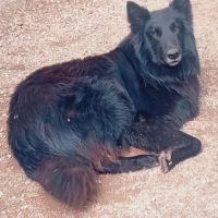 Chiots berger belge groenendael #6