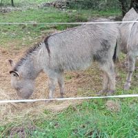 Anon de provence 6 mois #1