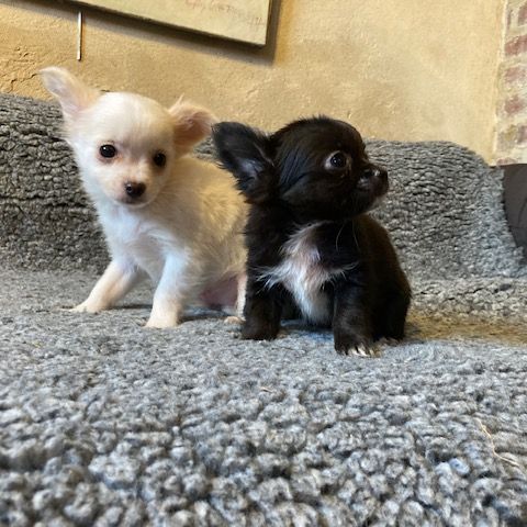 Chiot chihuahua
