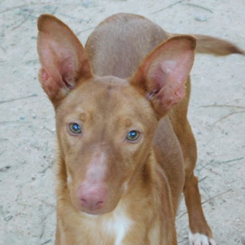 Duvet, petit podenco d'1 an à aimer #0