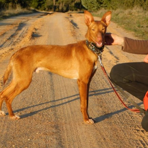 Duvet, petit podenco d'1 an à aimer #3