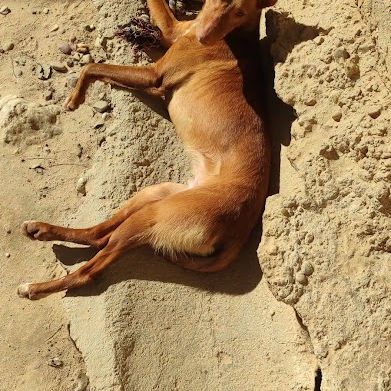 Duvet, petit podenco d'1 an à aimer #5