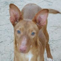 Duvet, petit podenco d'1 an à aimer