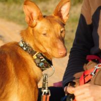 Duvet, petit podenco d'1 an à aimer #2