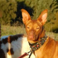 Duvet, petit podenco d'1 an à aimer #4