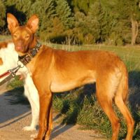 Duvet, petit podenco d'1 an à aimer #6