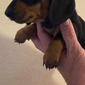 Teckel nain noir et feu #1