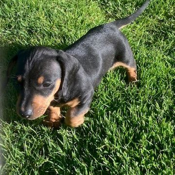 Teckel nain noir et feu