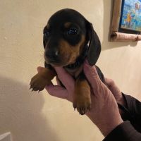 Teckel nain noir et feu #3