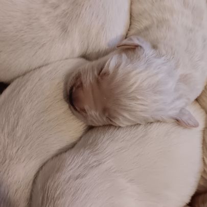 Chiot golden retriever